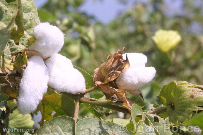 Plantations de coton, Chincha