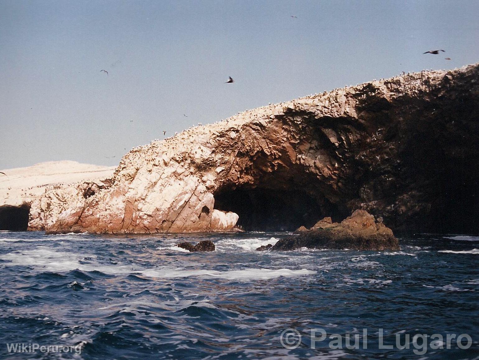 Iles Ballestas, Paracas