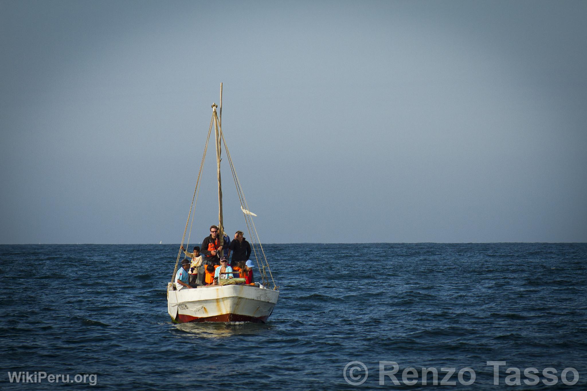 Observation des baleines