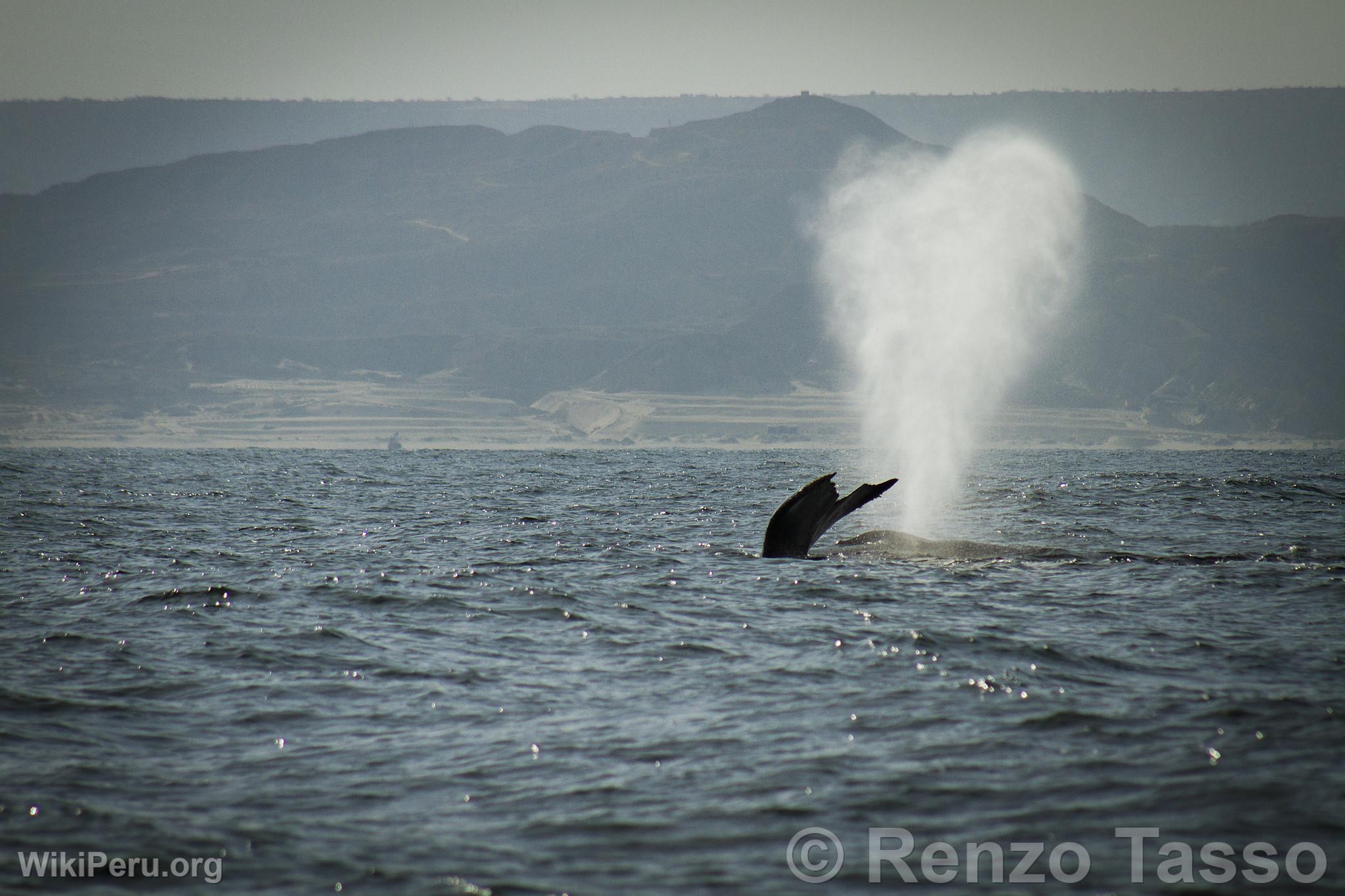 Observation des baleines