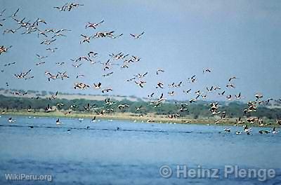 Flamands roses survolant la lagune La Nia