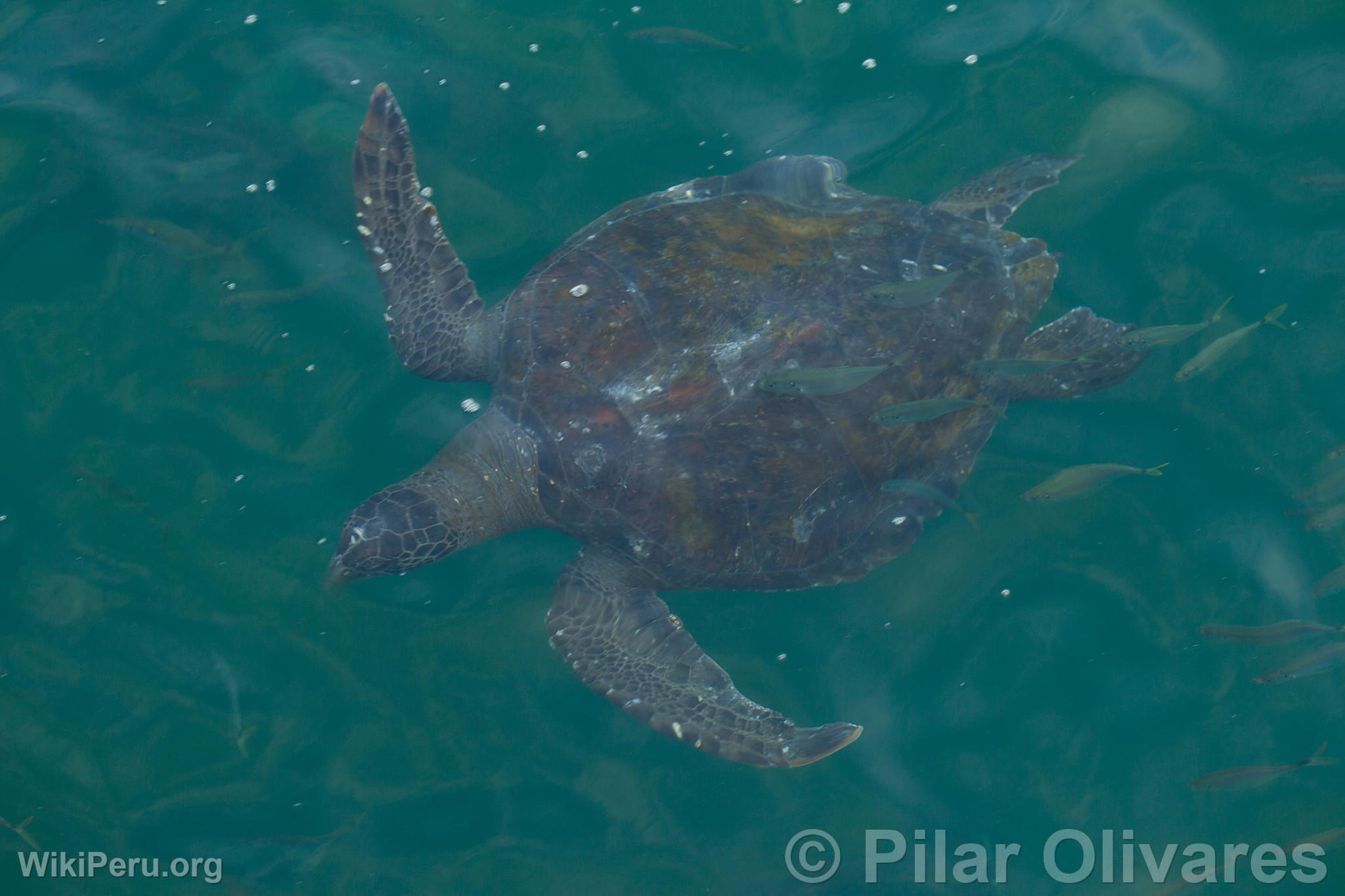 Tortue marine  la plage Los rganos