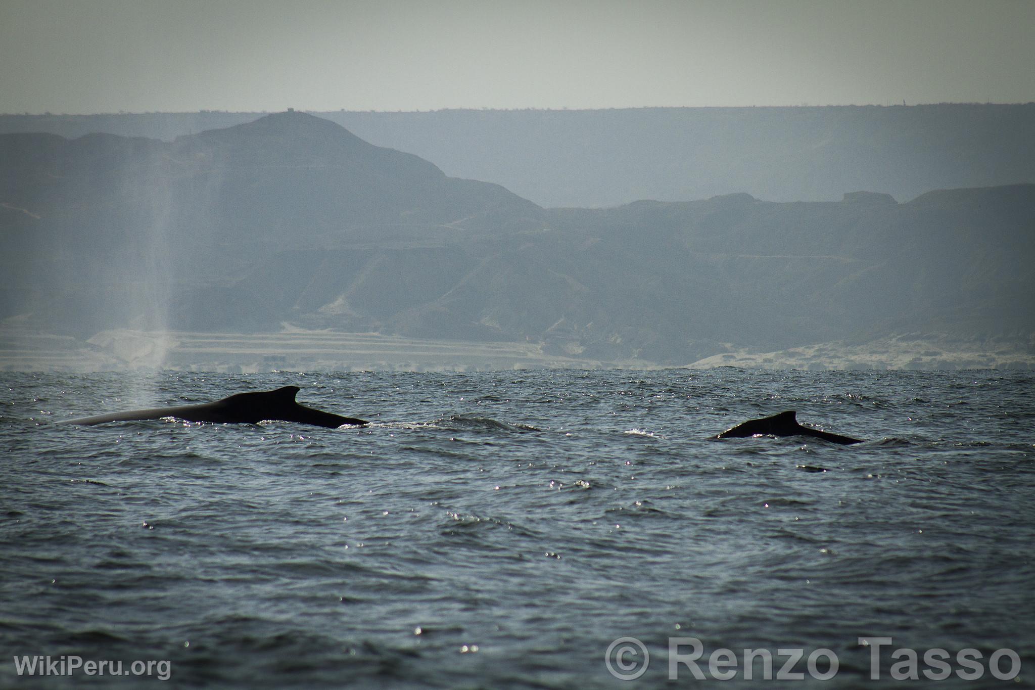 Observation des baleines