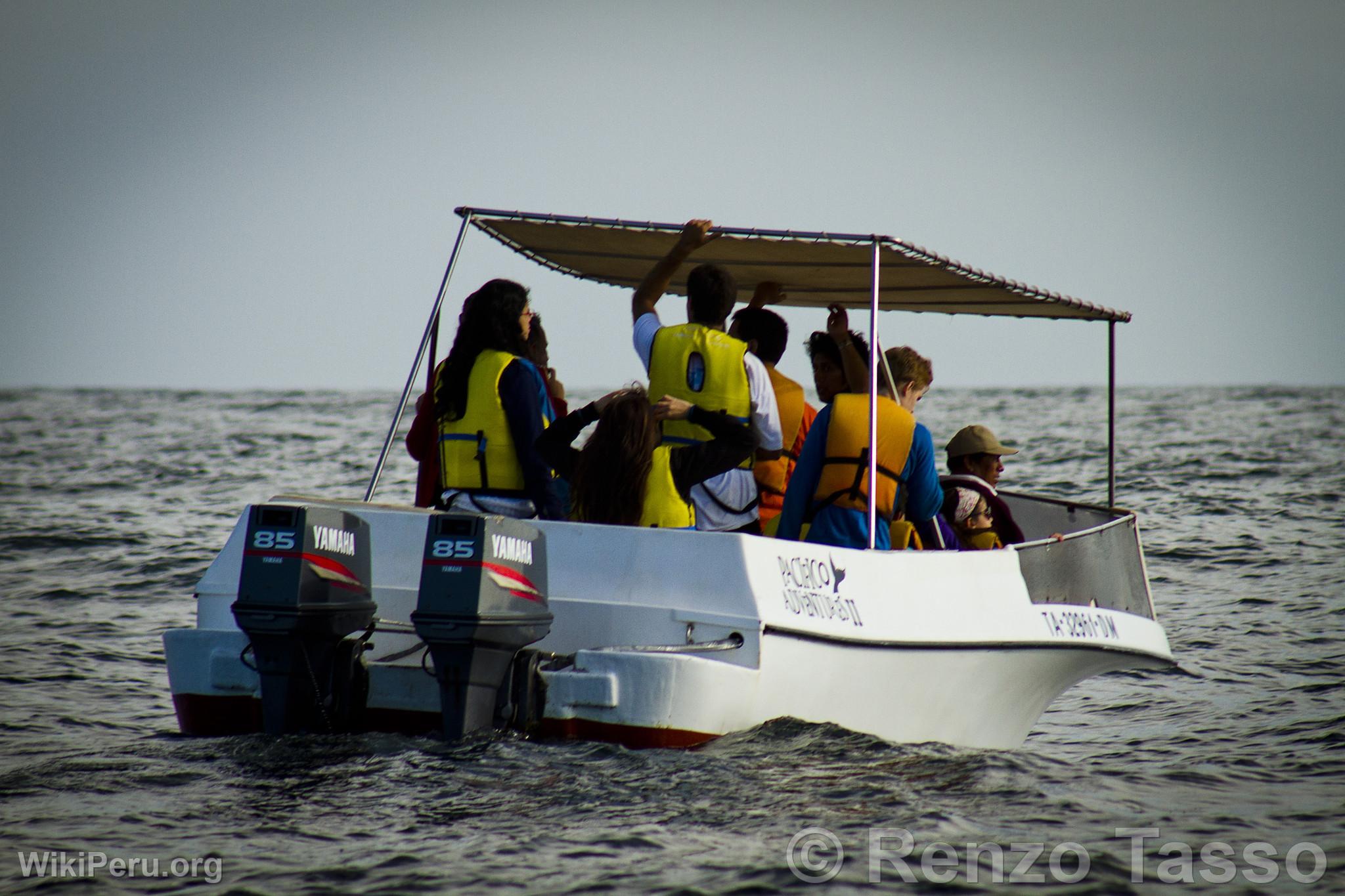 Observation des baleines