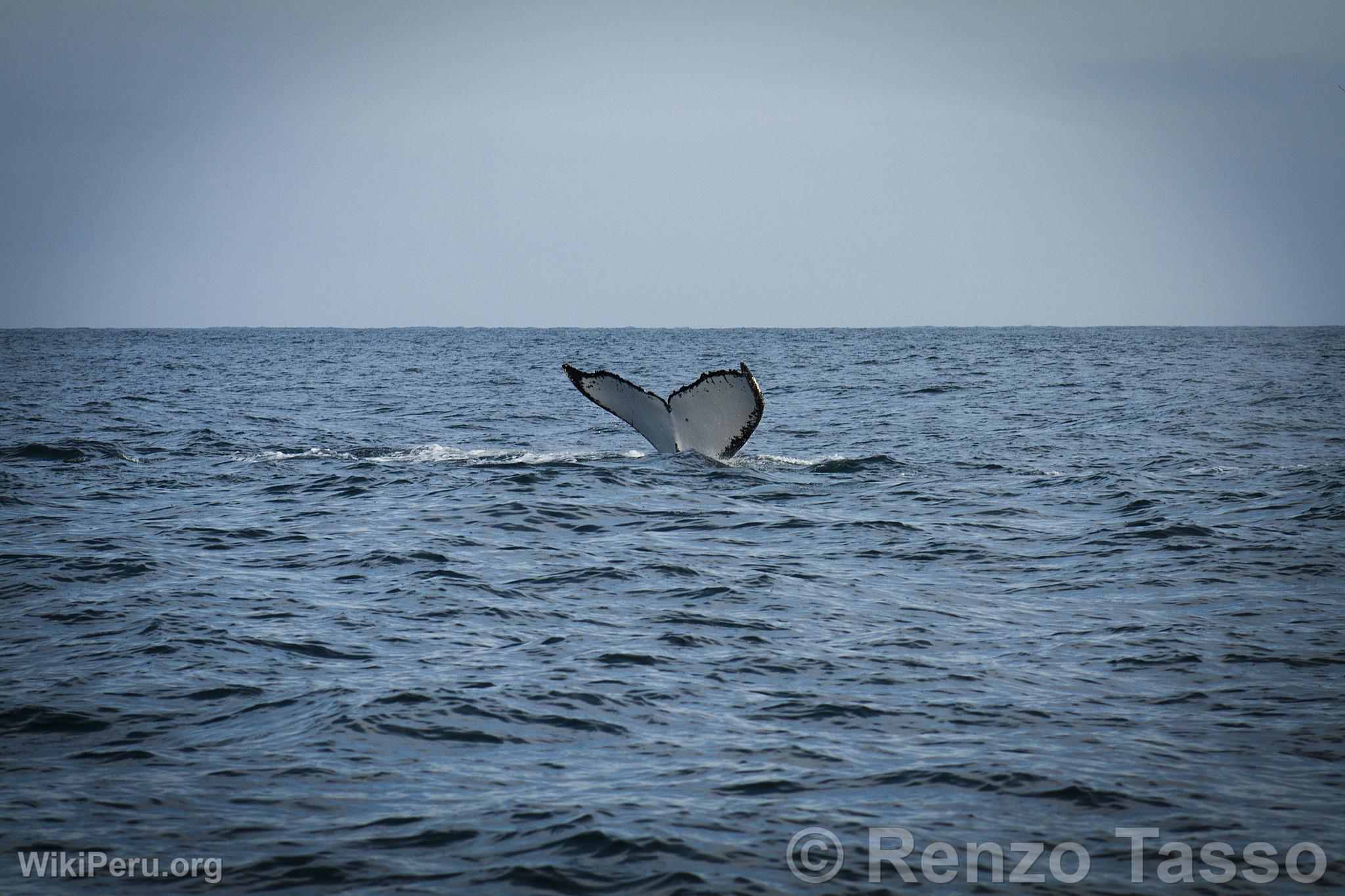 Observation des baleines