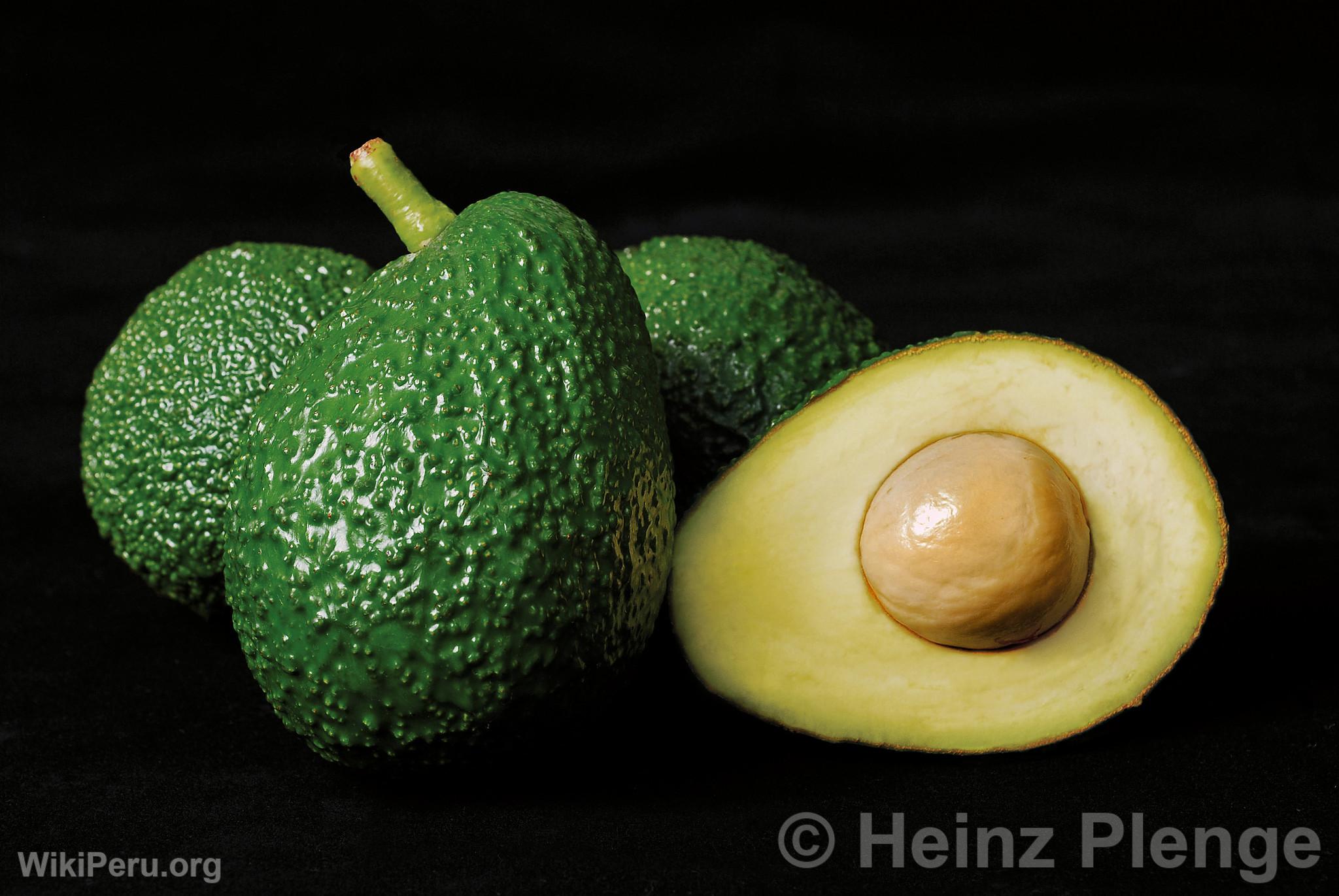 Avocat Hass