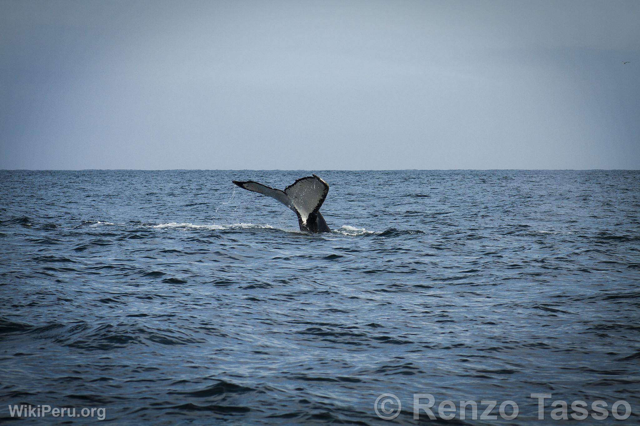 Observation des baleines