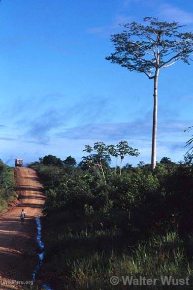 Arbre de chtaignier