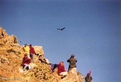 Vol du condor, Colca