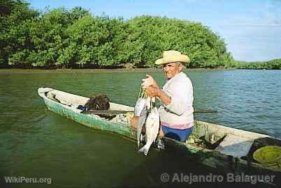 Pcheur dans la mangrove, Tumbes