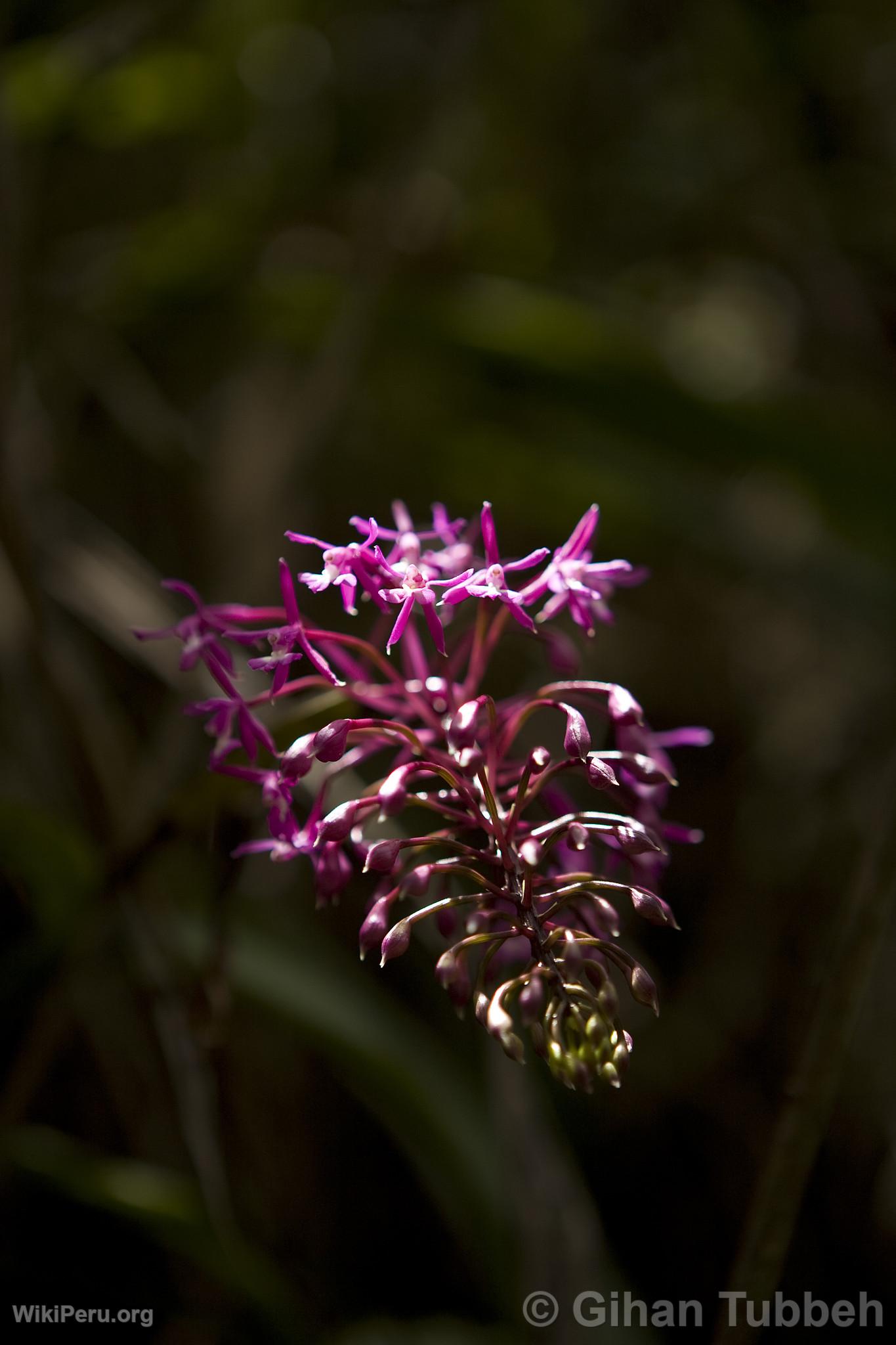 Orchide en Route pour Choquequirao