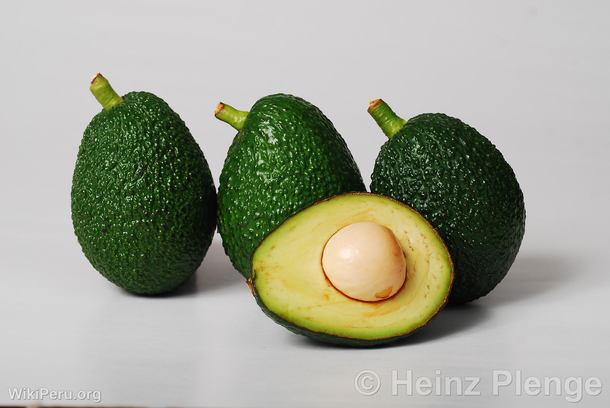 Avocat Hass