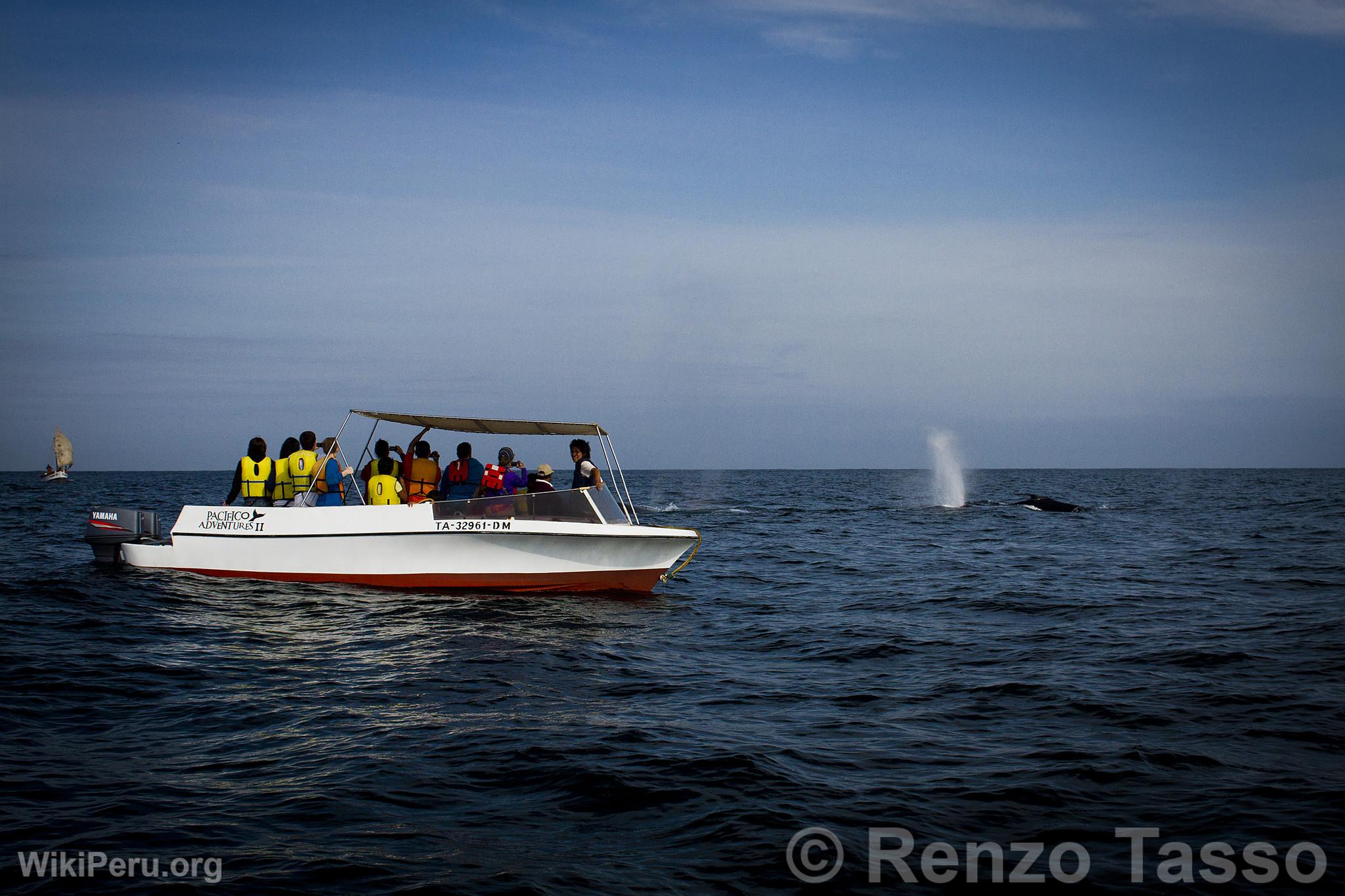 Observation des baleines