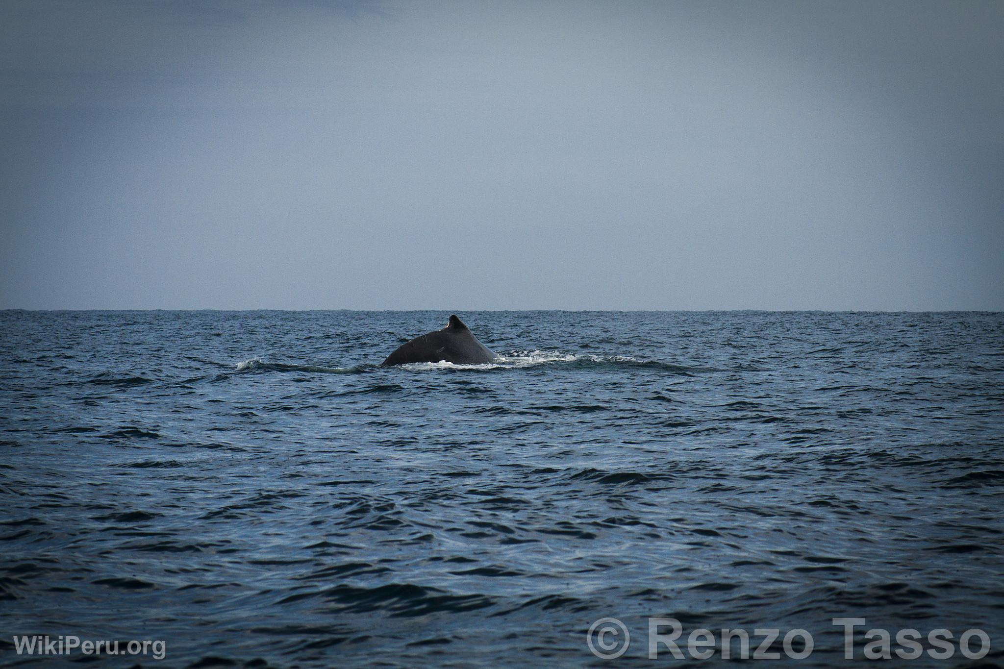 Observation des baleines