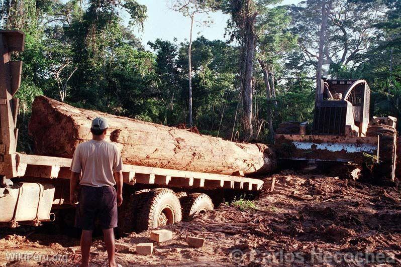 Abattage des forts  Madre de Dios