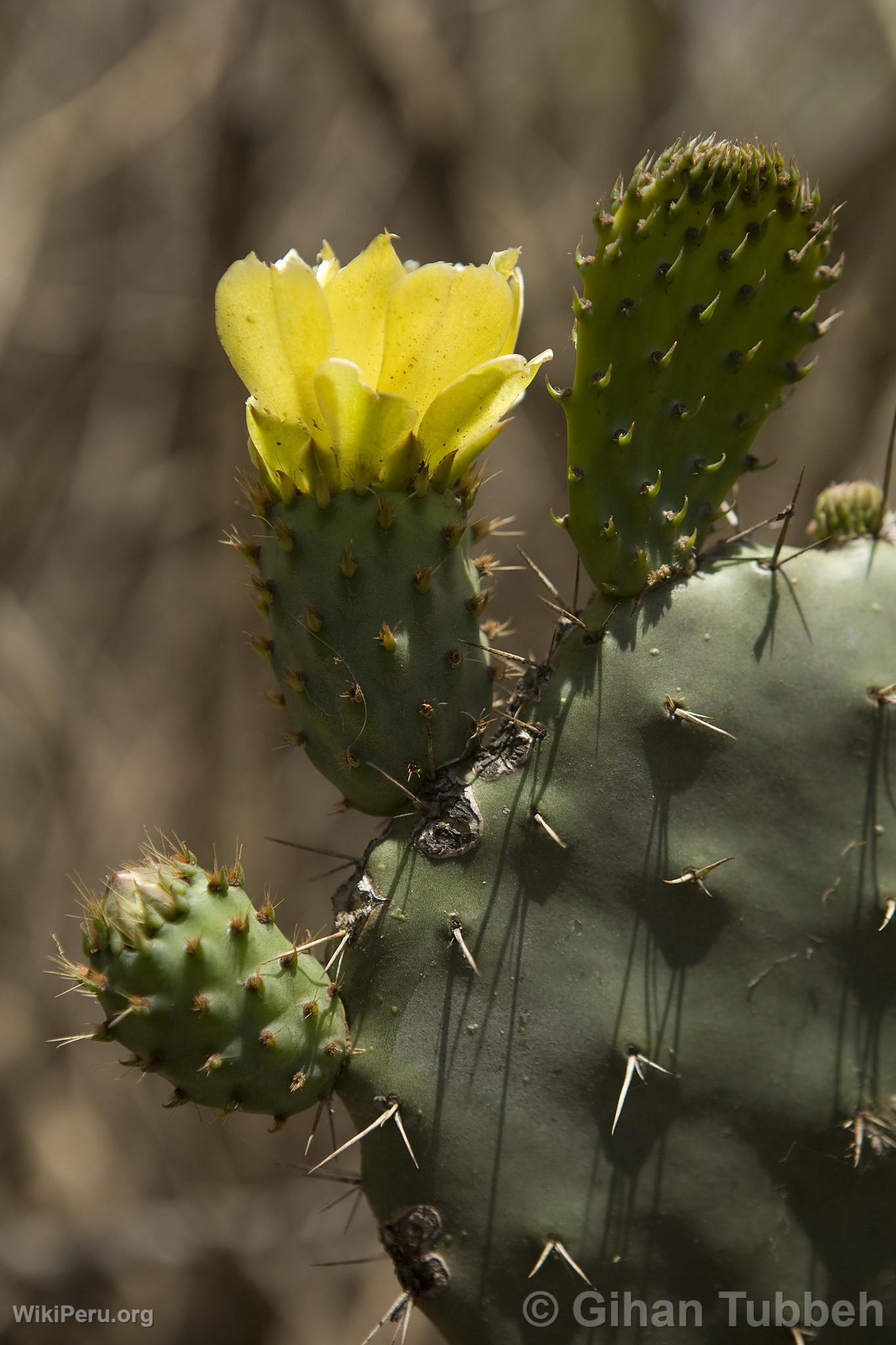 Choquequirao, cactus et fleur