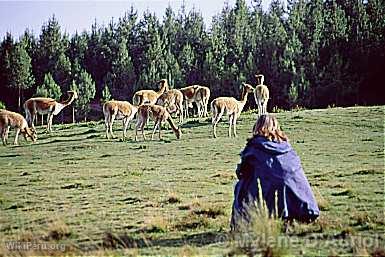 Vigognes  la Granja Porcn