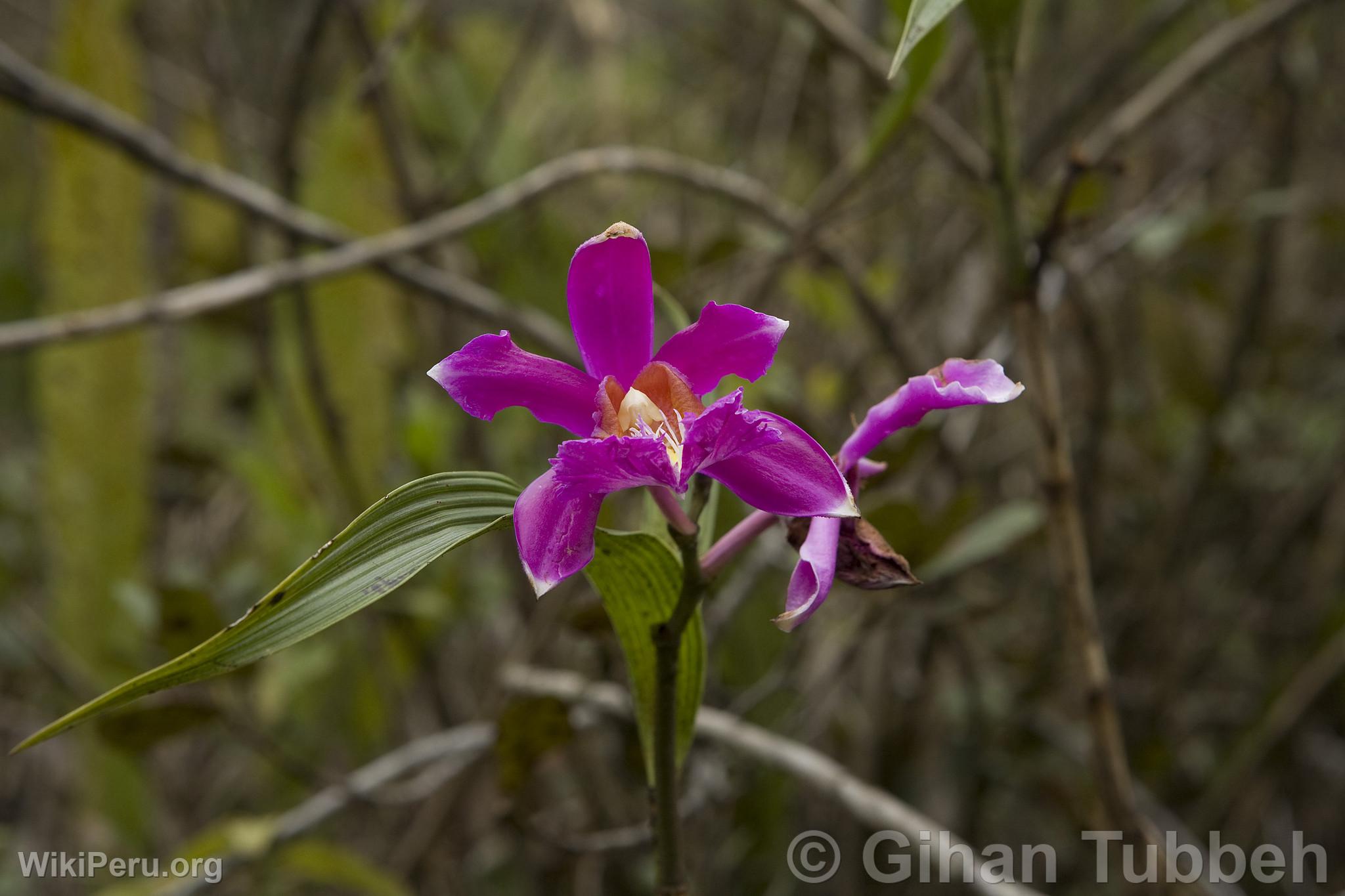 Orchide en Route pour Choquequirao