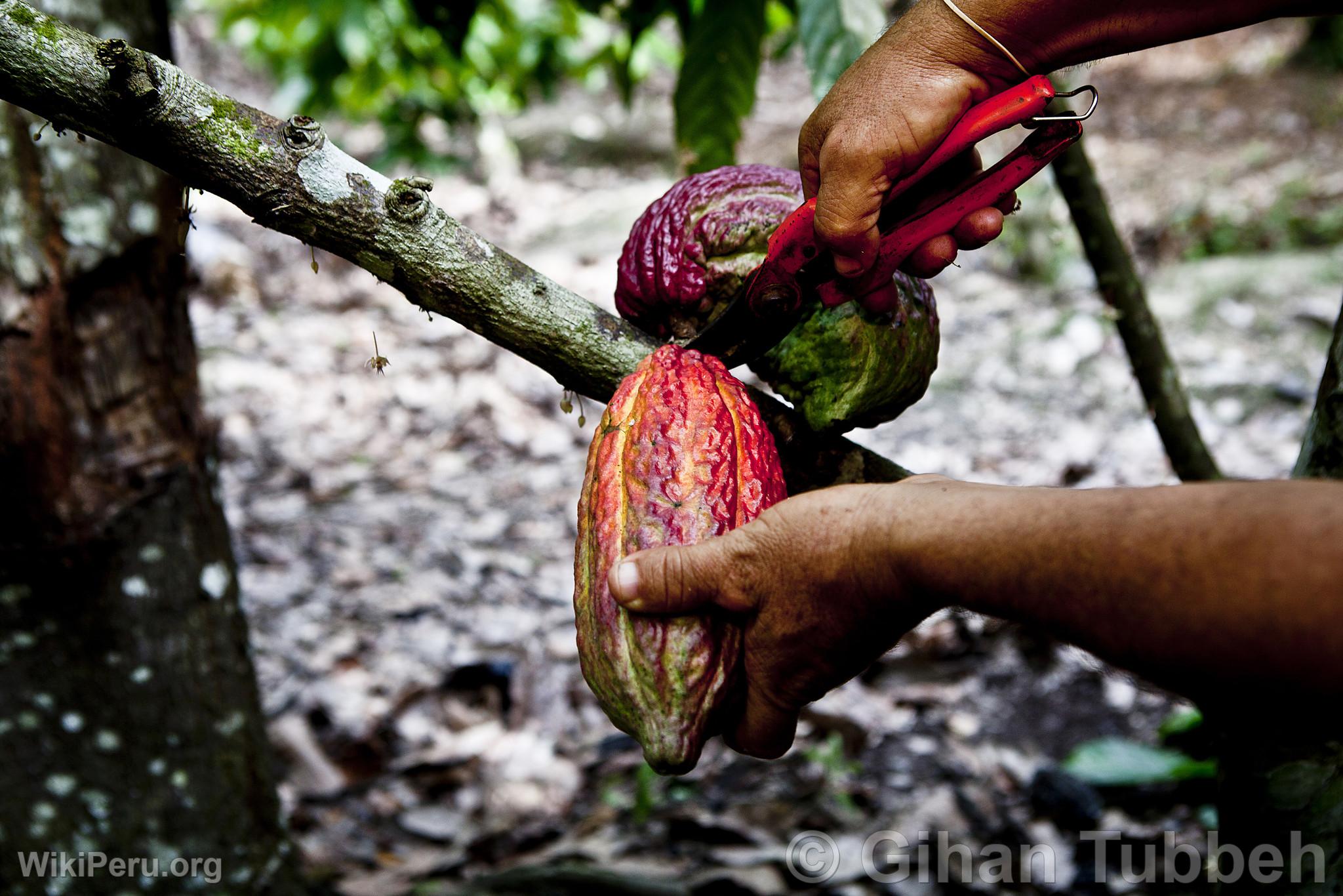 Rcolte de cacao