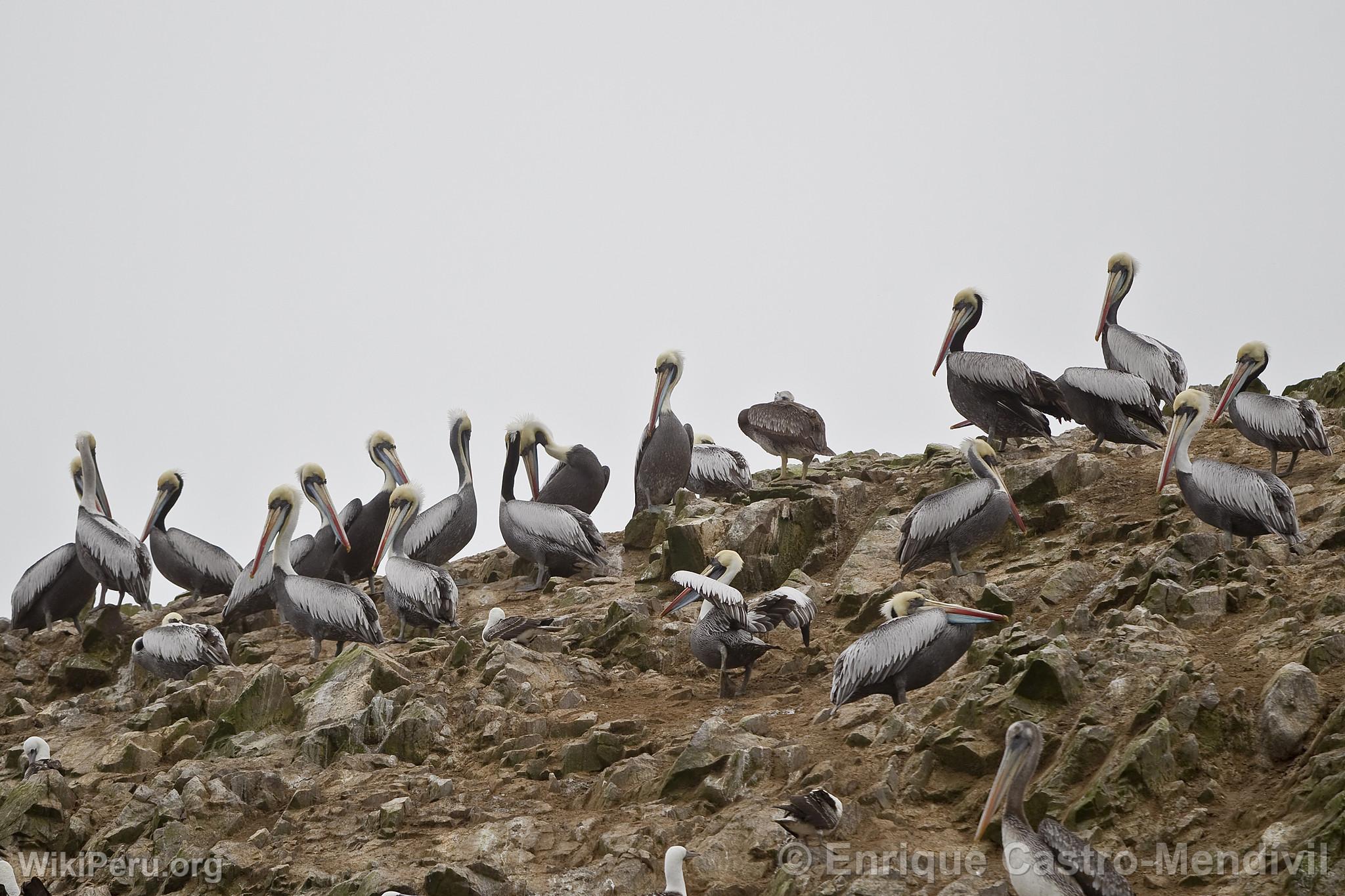 Plicans  Paracas