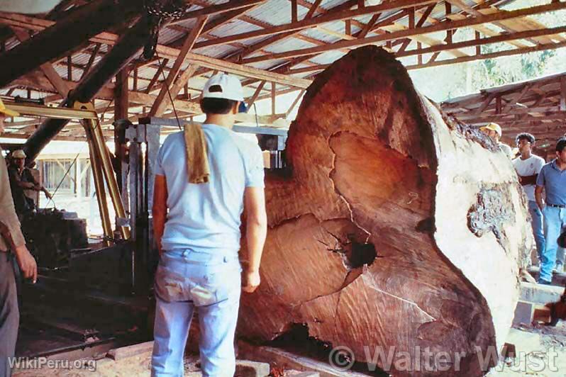 Exploitation de bois en Loreto