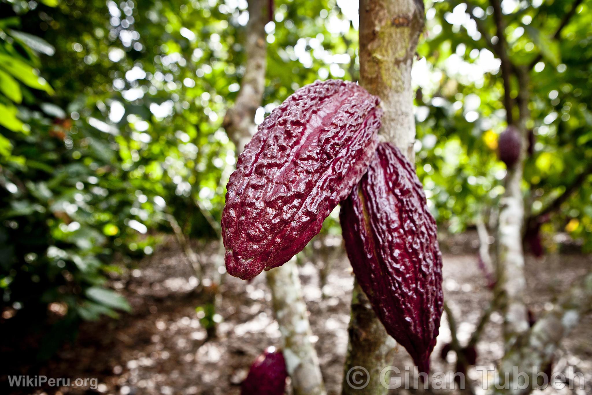 Fruits de cacao