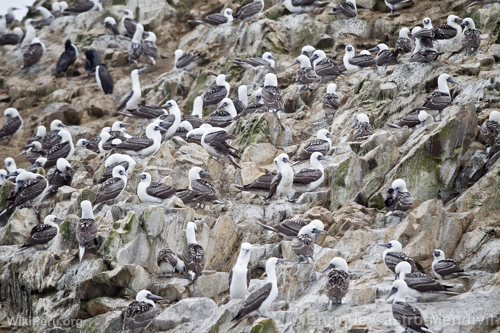 Fous pruviens dans la rserve nationale de Paracas