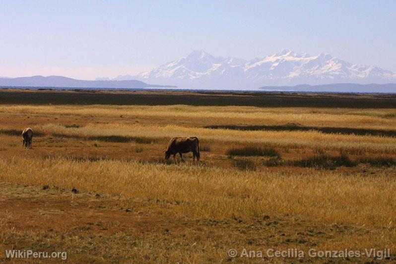 Paysage de Puno