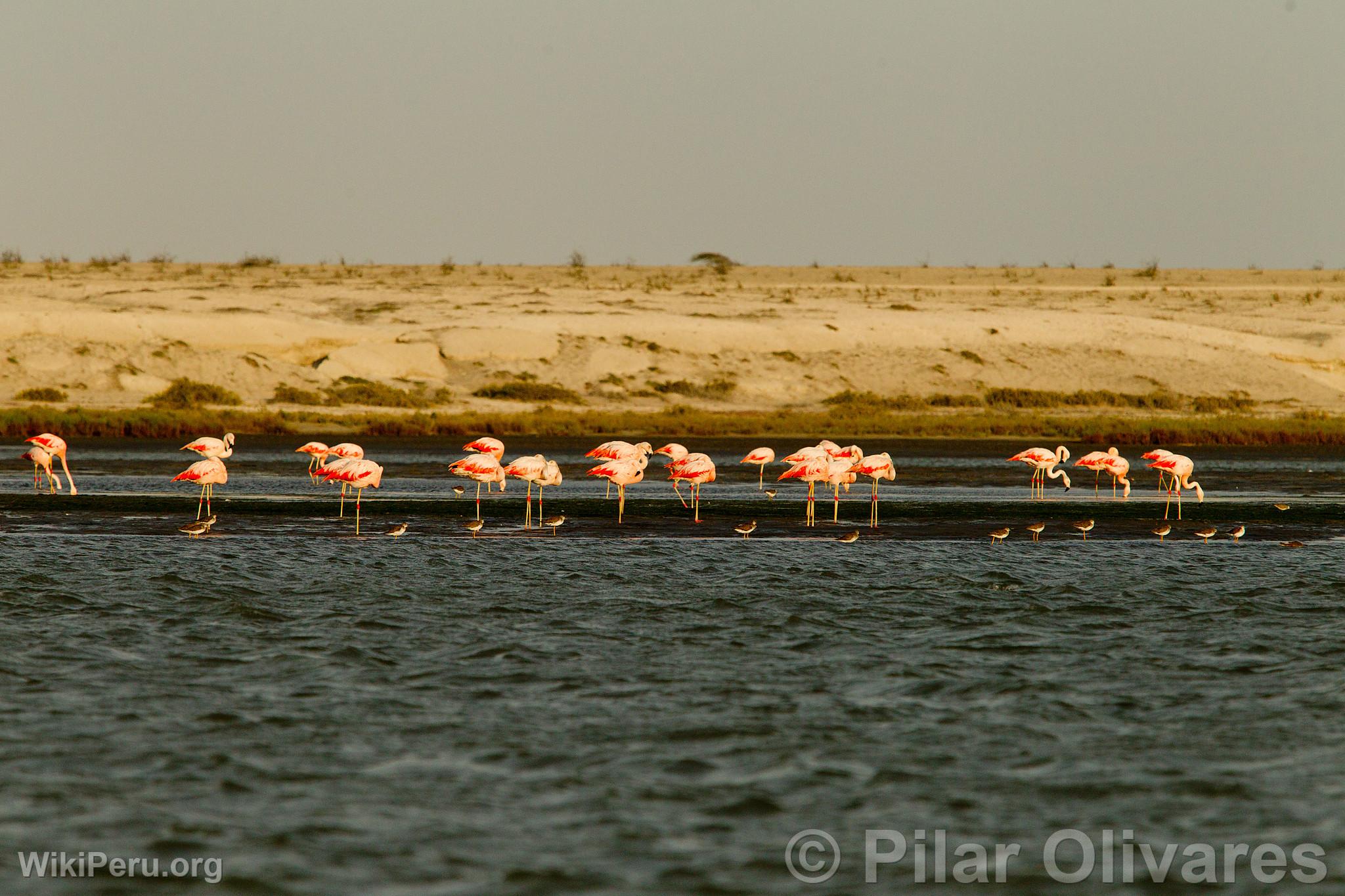 Flamants roses