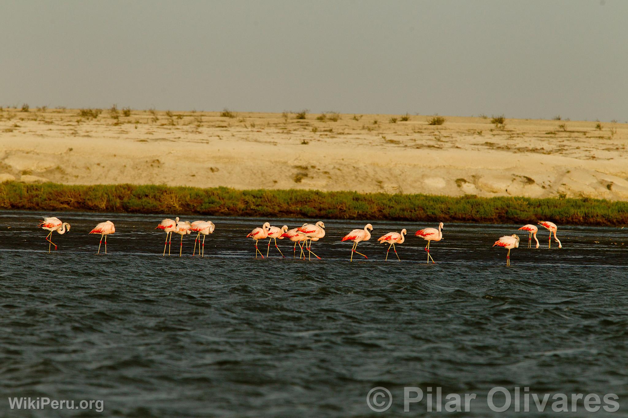 Flamants roses