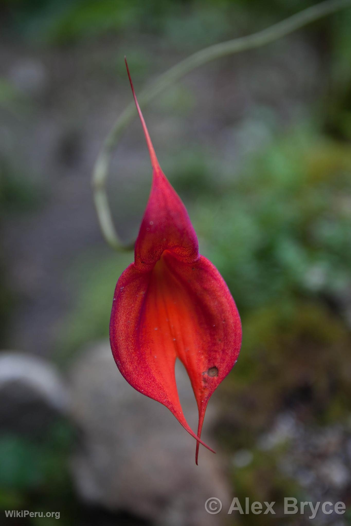 Orchide Masdevallia Veitchiana