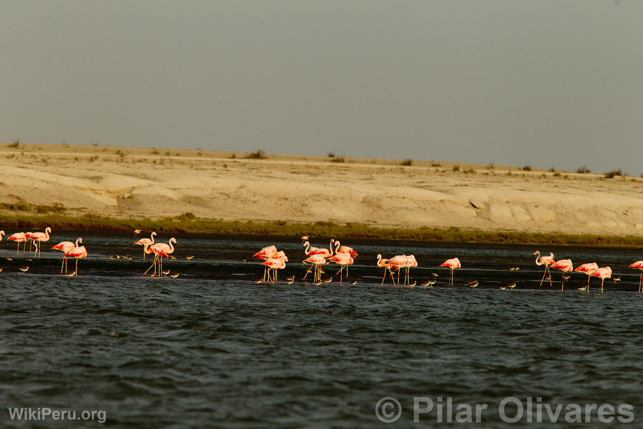 Flamants roses