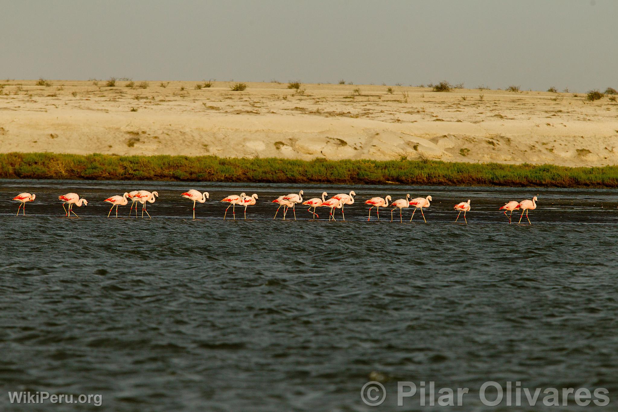 Flamants roses