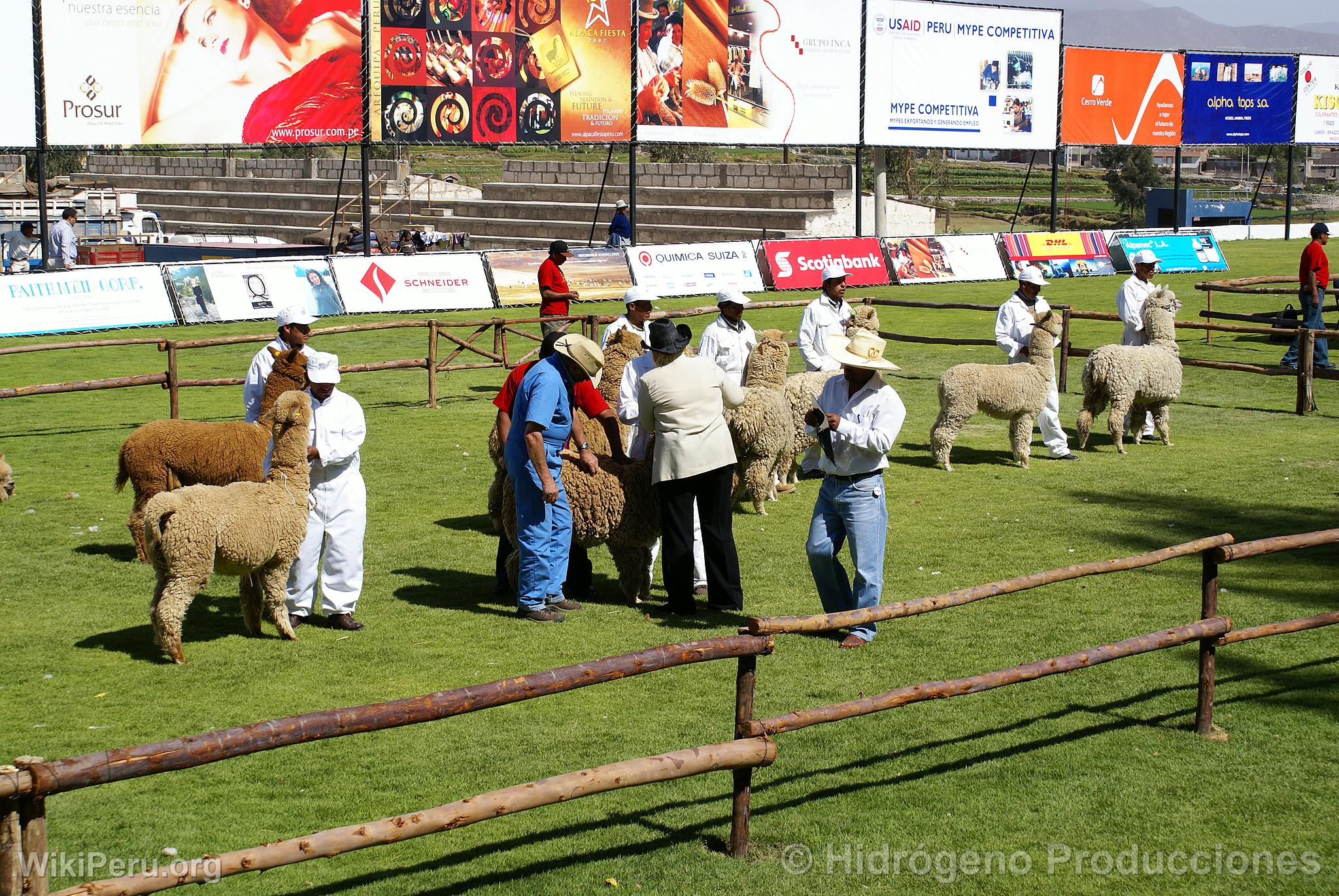 Exposition d'alpagas