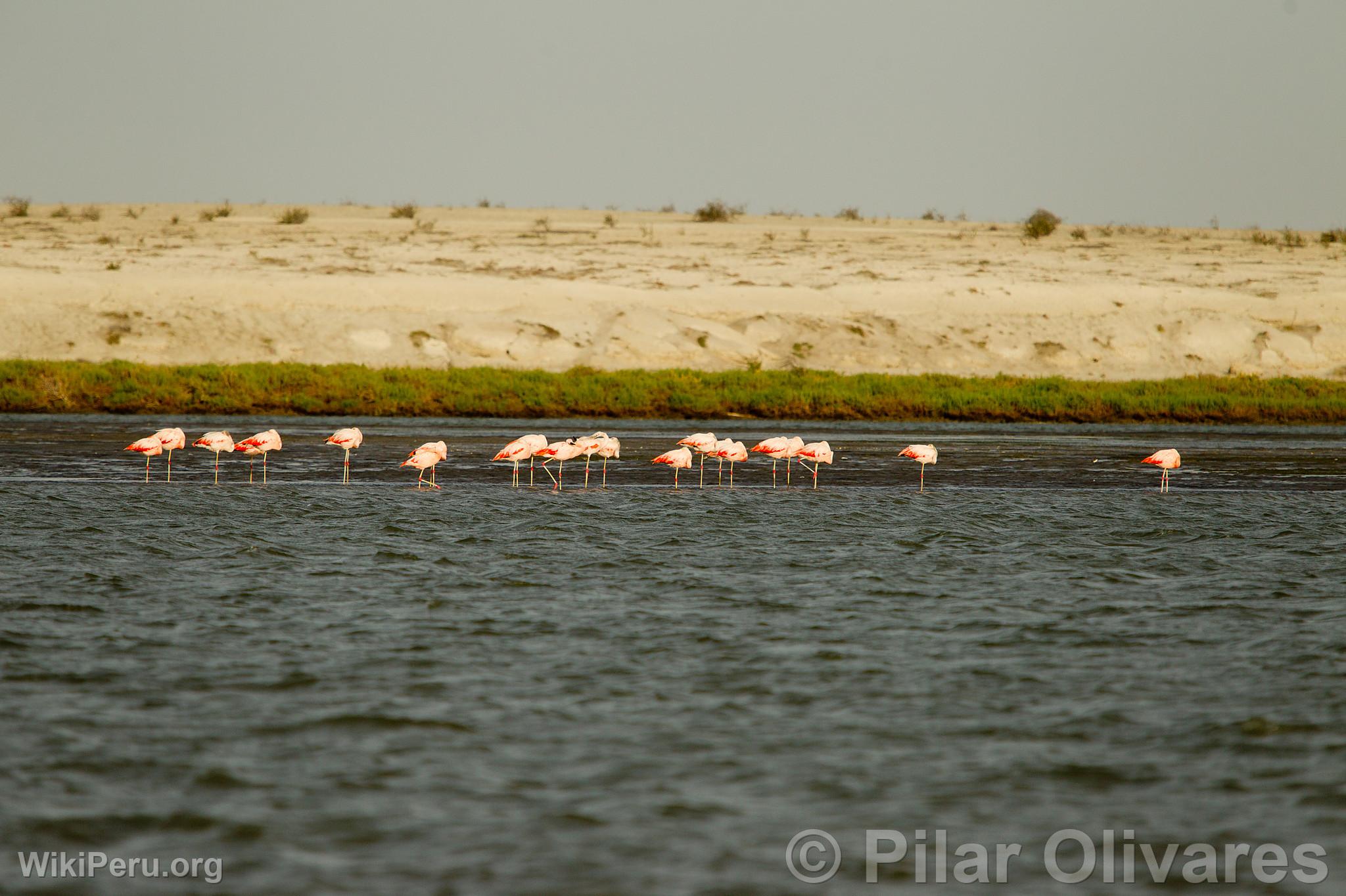 Flamants roses