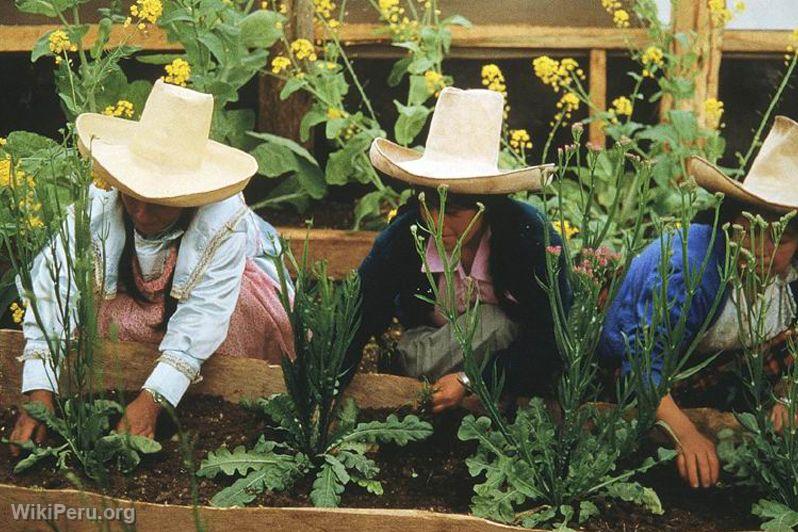 Ferme Porcn, Cajamarca