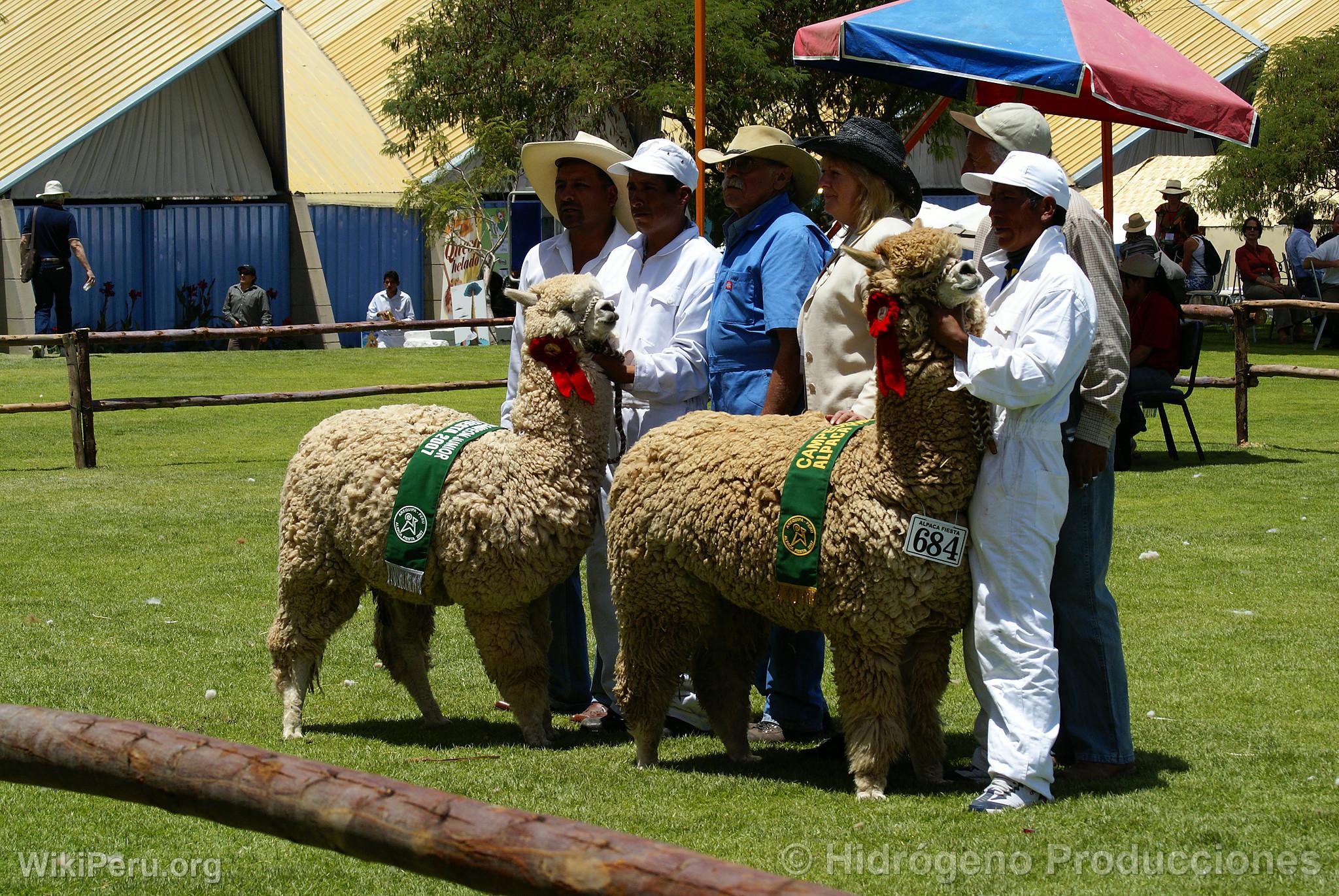 Exposition d'alpagas