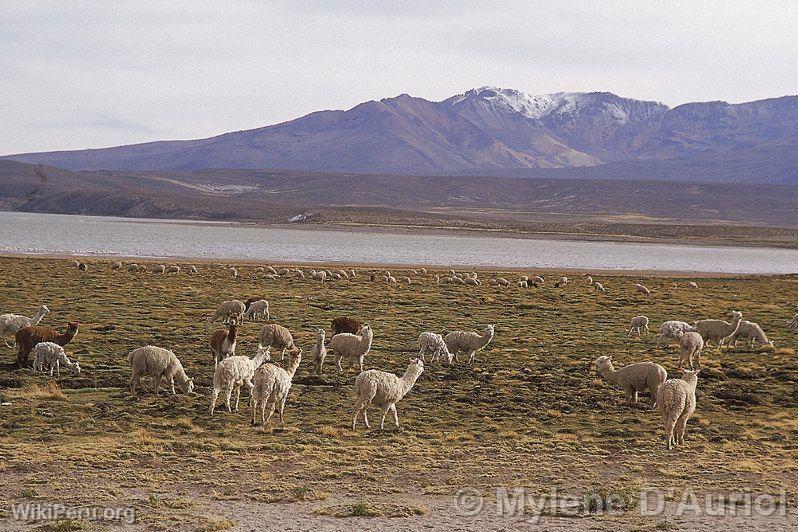 Alpagas au lac de Lariscota