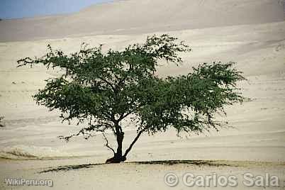 Arbre de Huarango