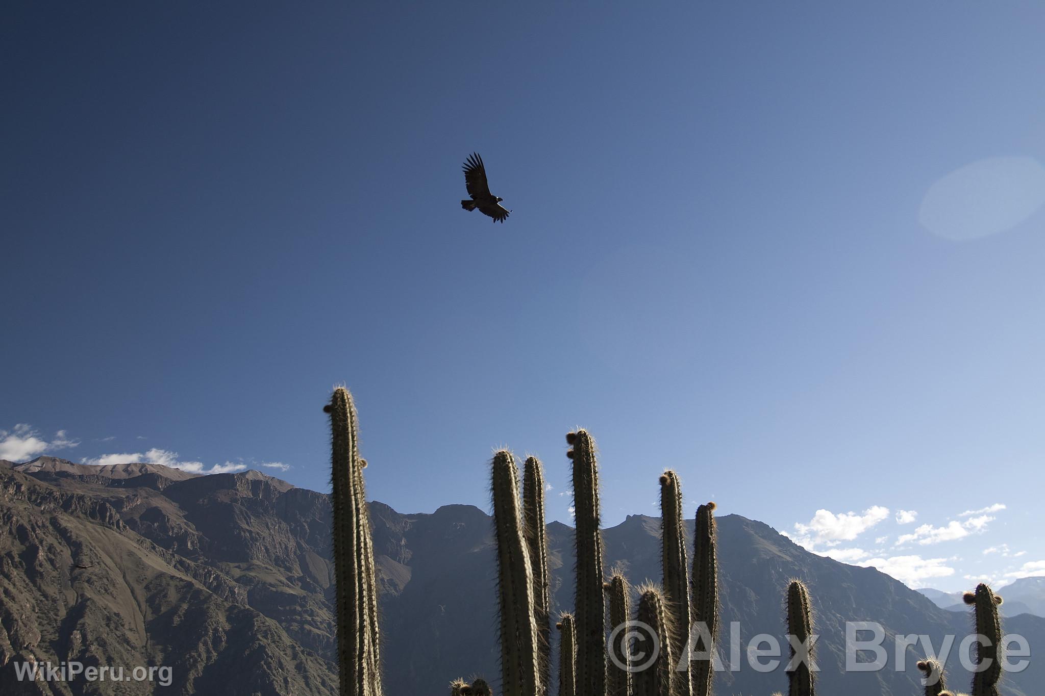 Canyon de Colca