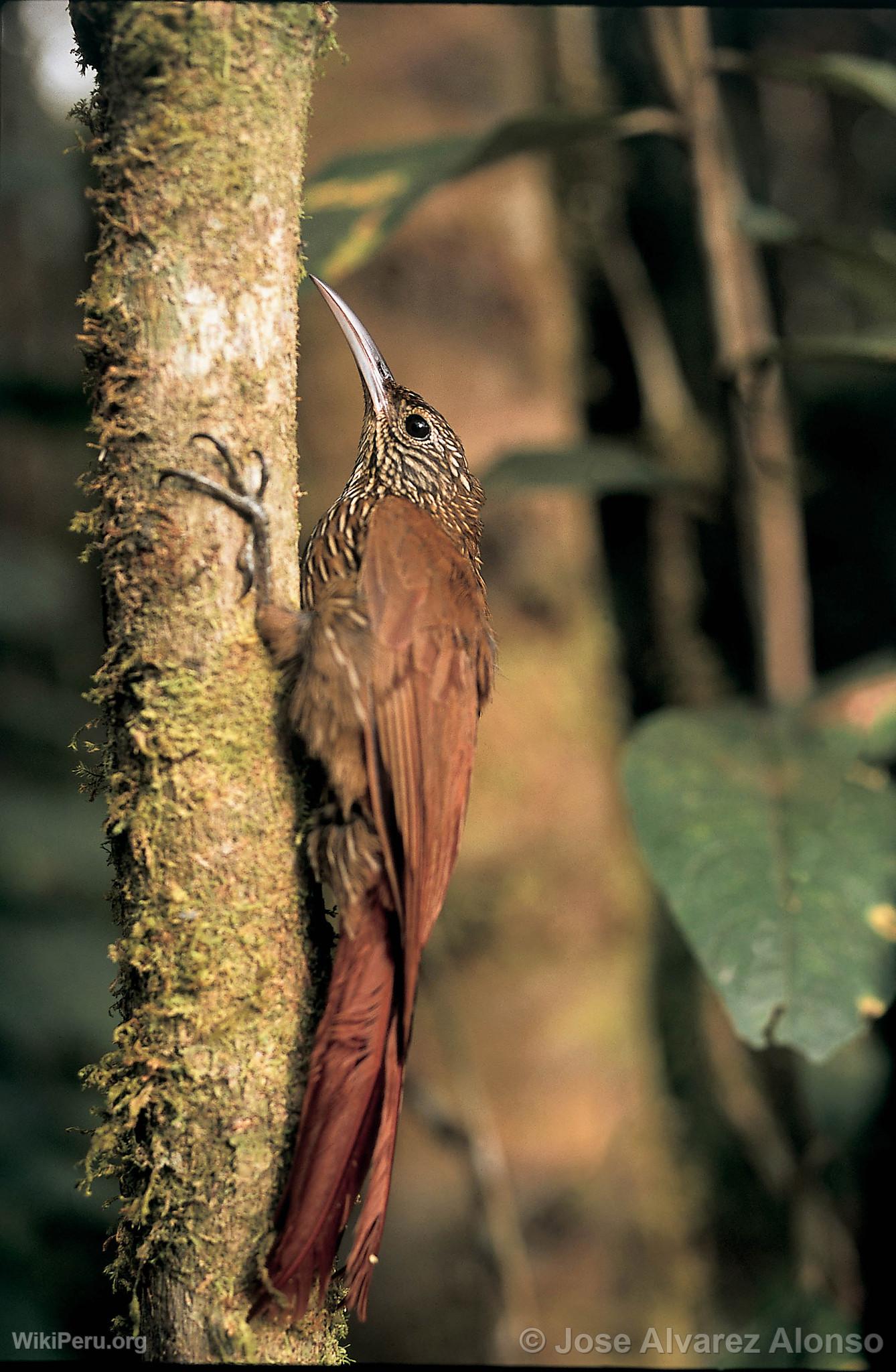 Grimpereau montagnard  Huamanpata