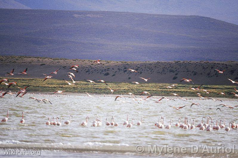 Flamands sur le Lac de Lariscota