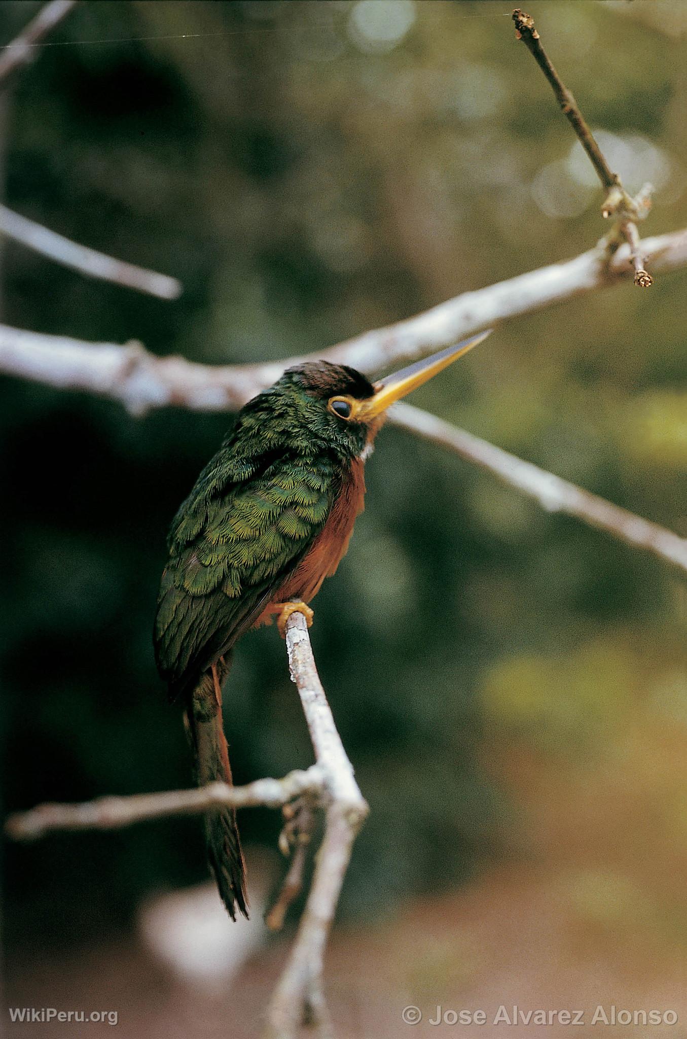 Jacamar  Bec Jaune dans l'Alto Nanay