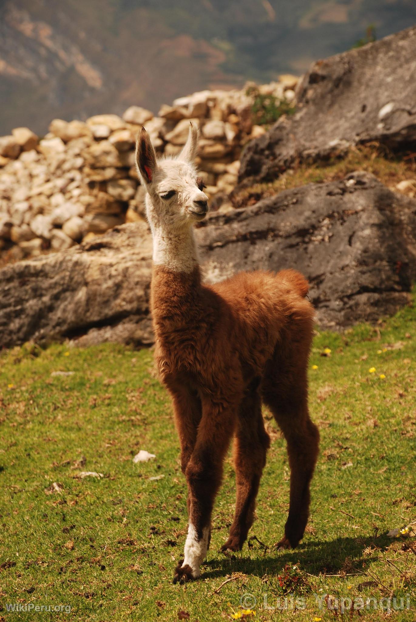 Llama au complexe archologique de Kulap