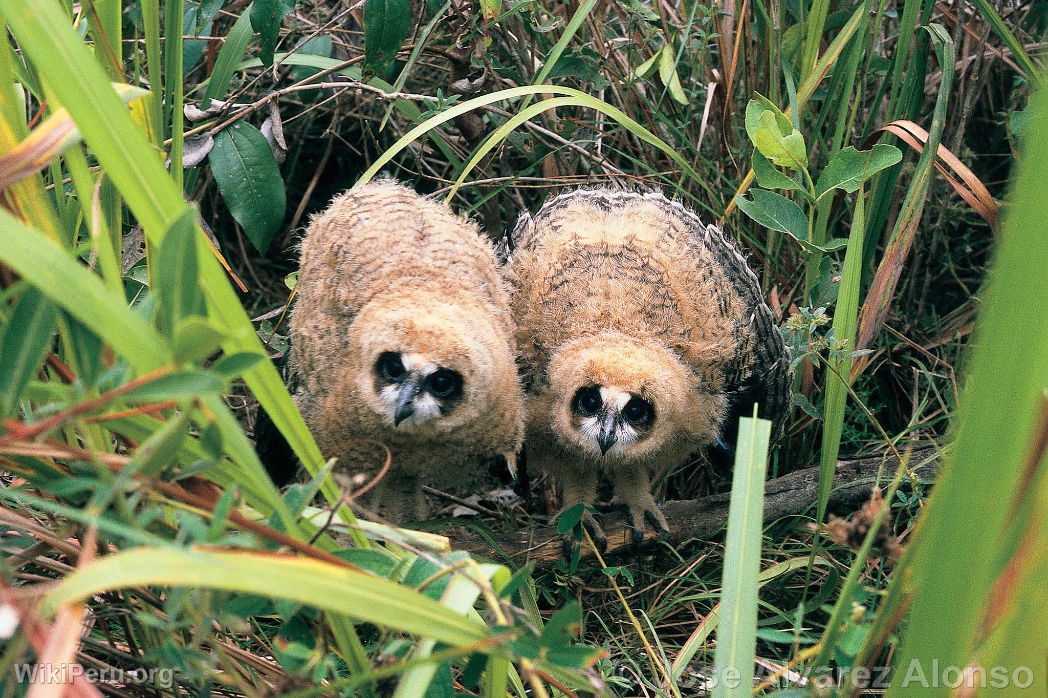 Chouettes rayes