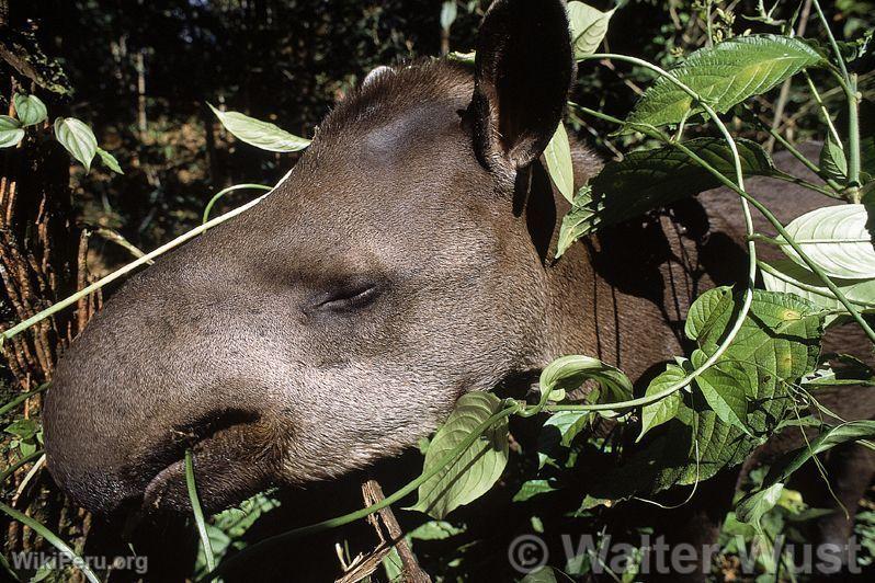 Tapir