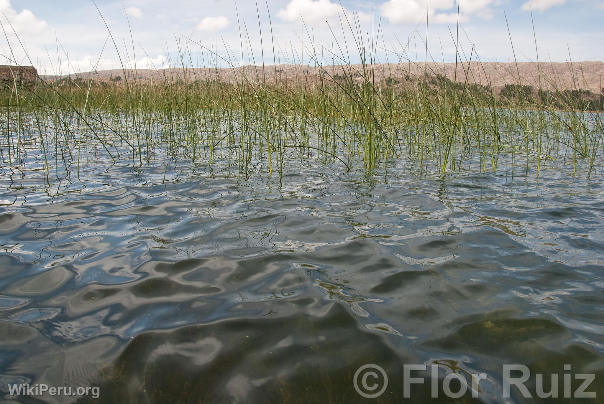 Lac Titicaca