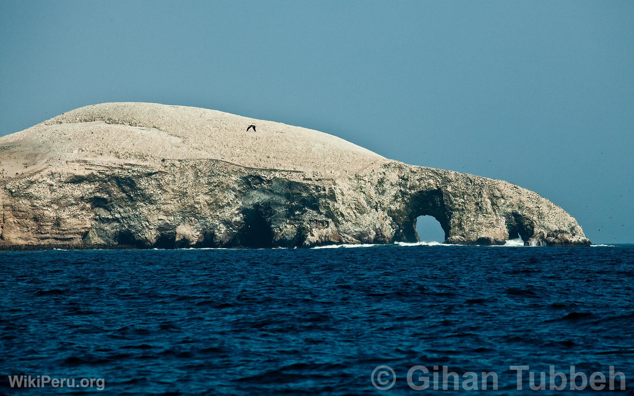 Iles Ballestas, Paracas