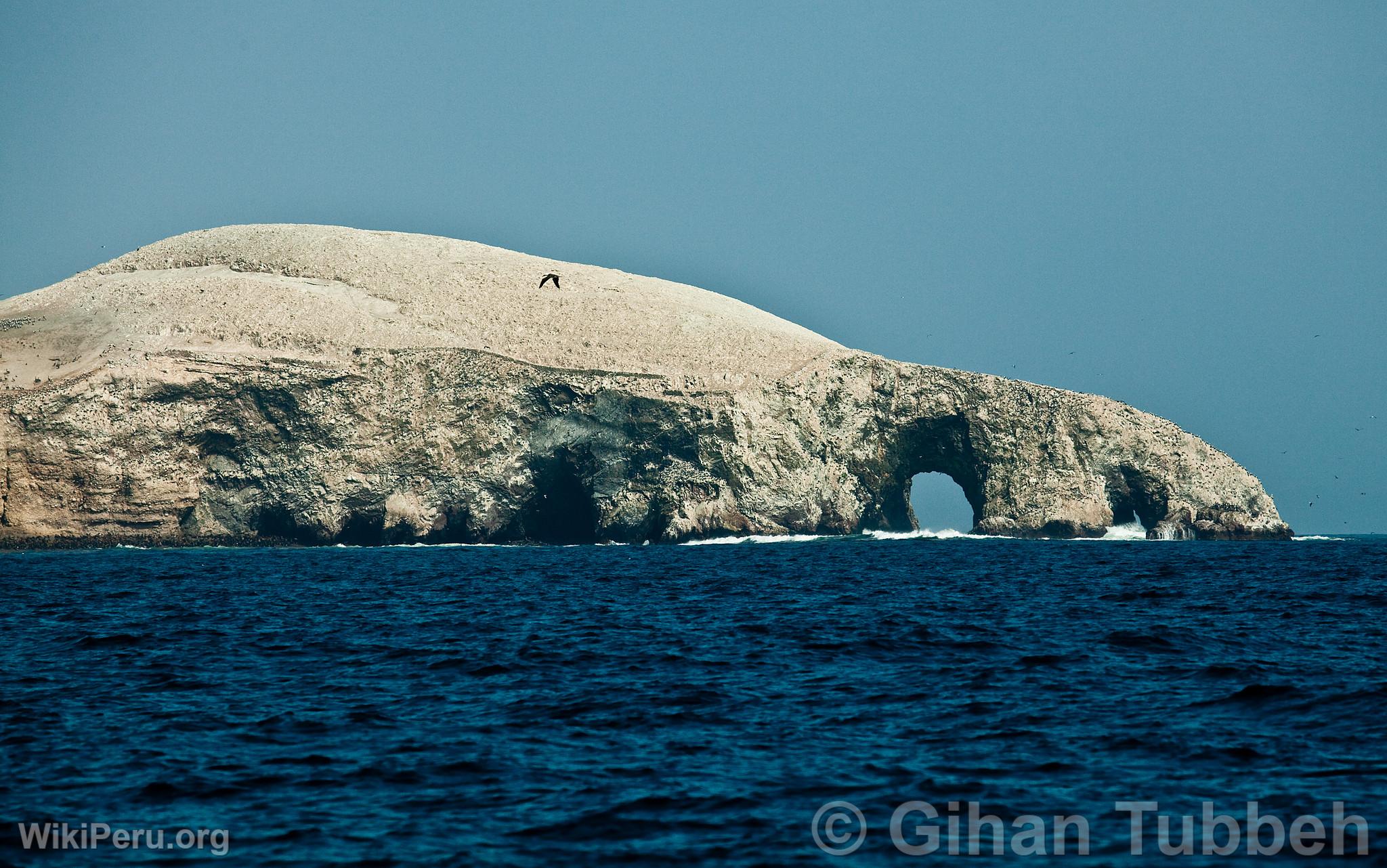 Iles Ballestas, Paracas