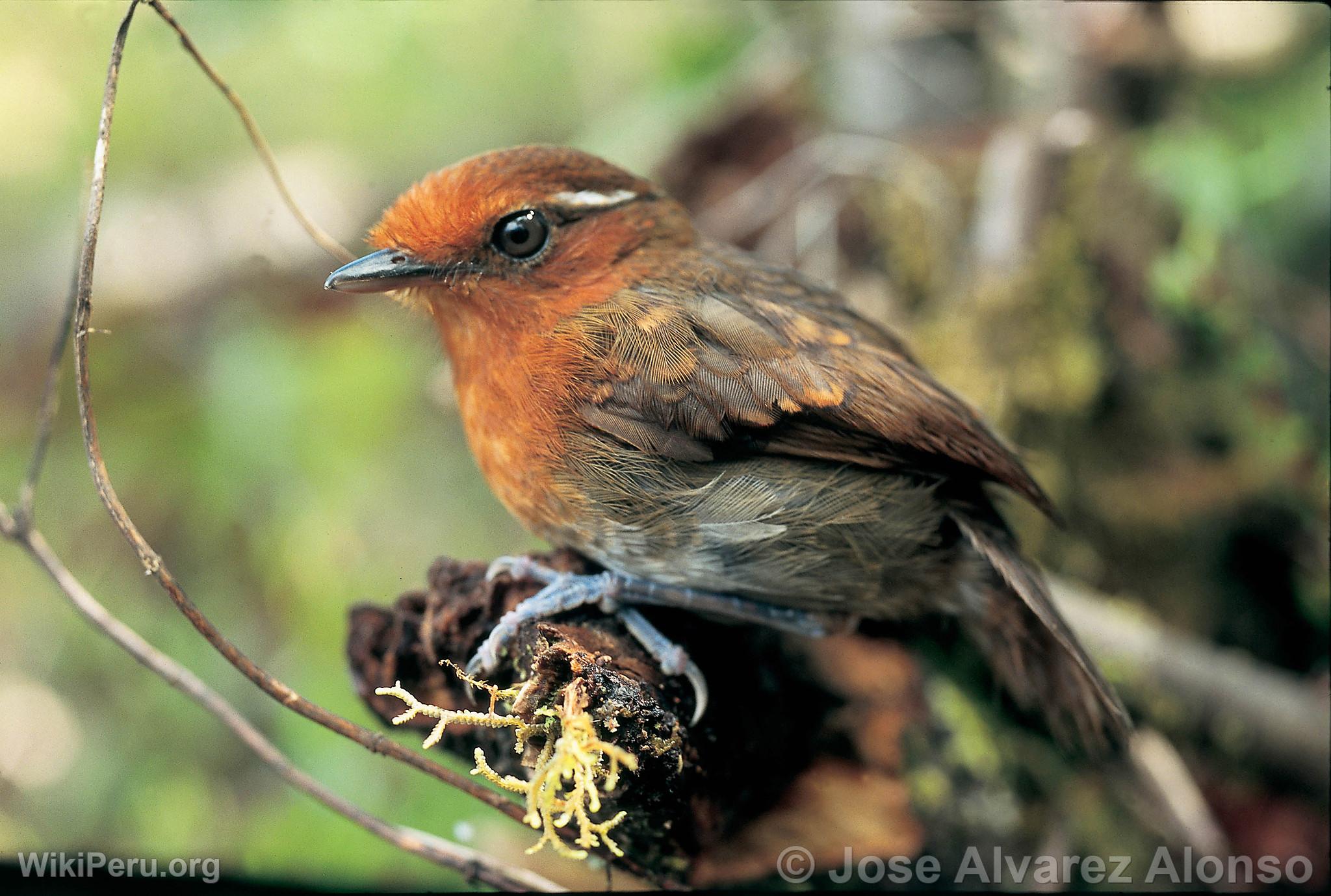 Jejenero  Couronne Brune dans Huamanpata